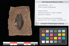 Foto (Objekt + Etikett) von Smilax sagittifera Heer emend. Hantke (NHMW-GEO-2024-0188-0399)